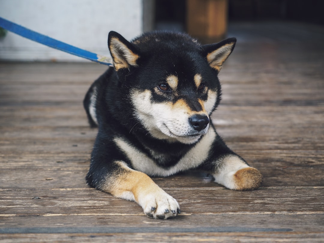 Shiba Inu Coin: The Latest Cryptocurrency Craze